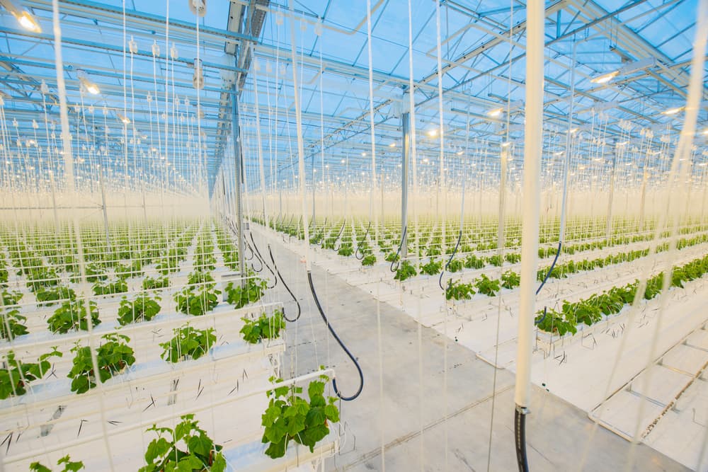 I pomodori hi-tech maturano in Maremma