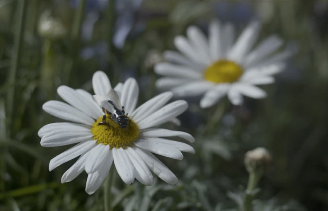 Un progetto di Harvard ha reso realtà le api-drone di Black Mirror
