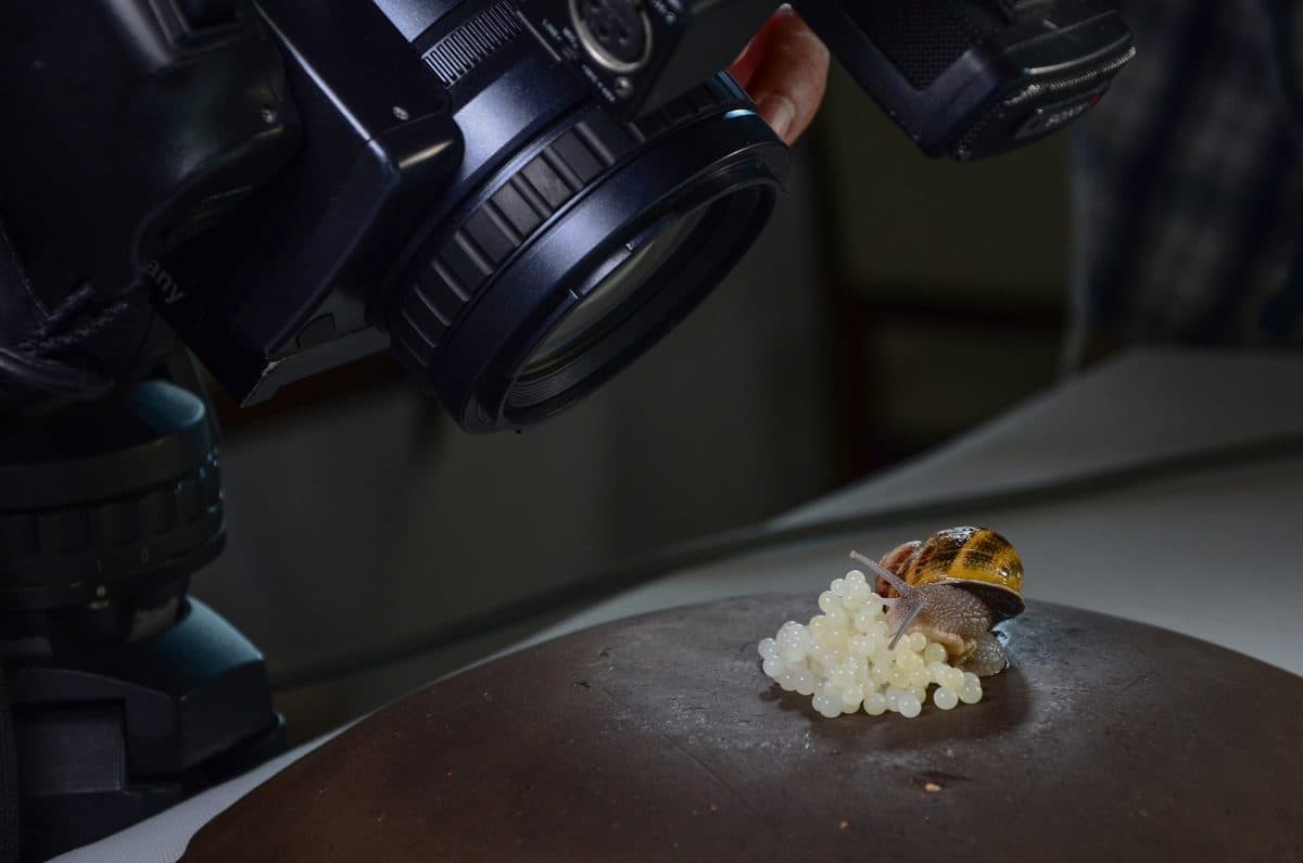 Le uova di lumaca che hanno fatto la fortuna di tre palermitani