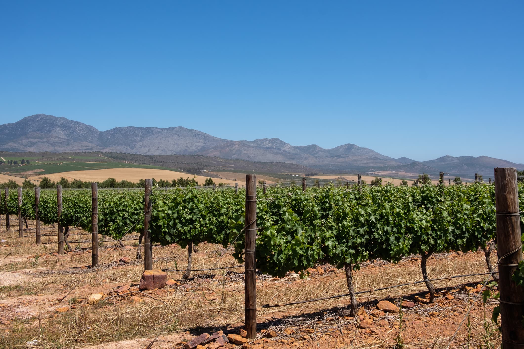 L'italiano che ha lanciato l'“Uber africano” del vino di lusso