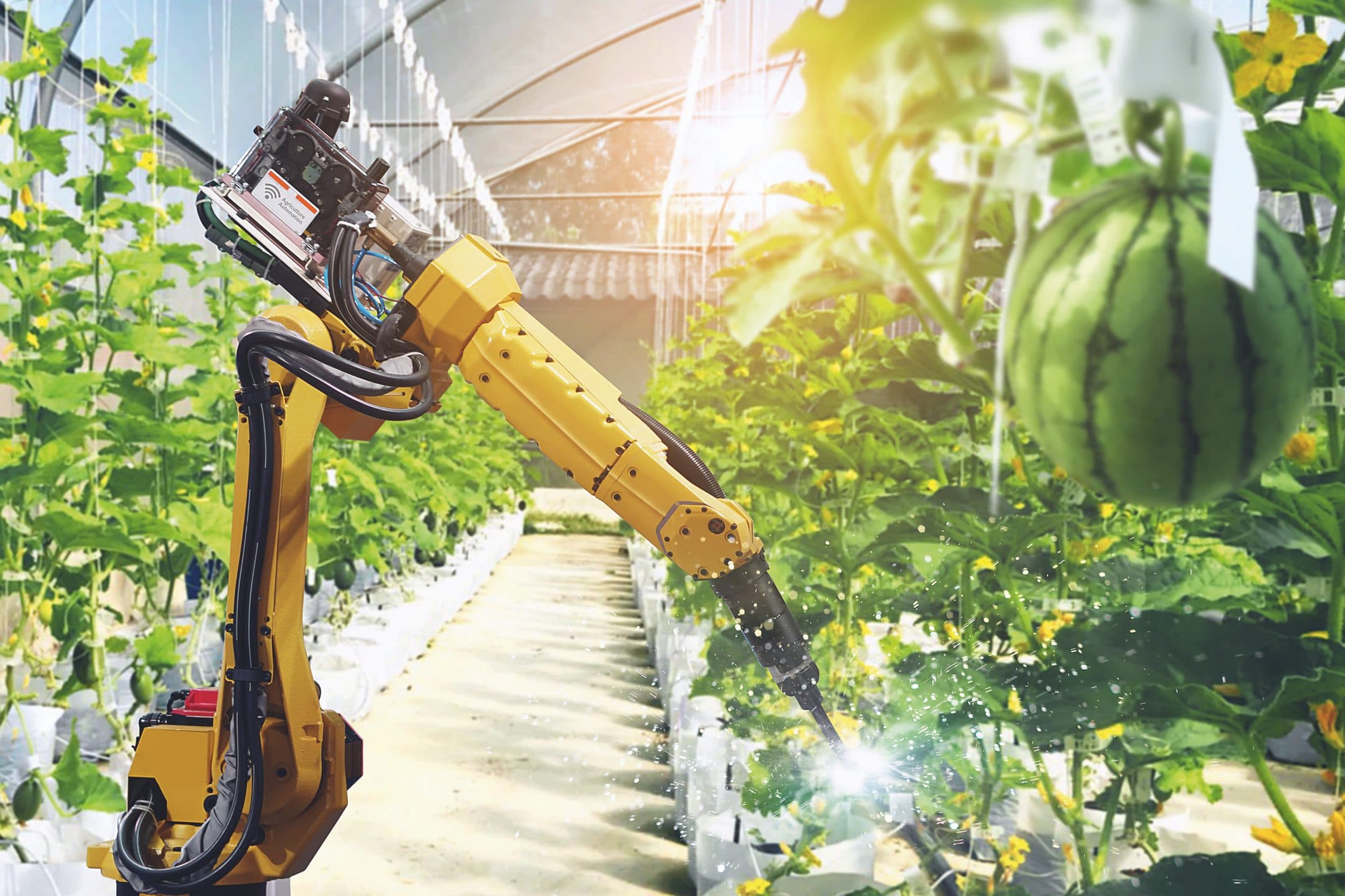 Come i big data stanno cambiando l'agricoltura