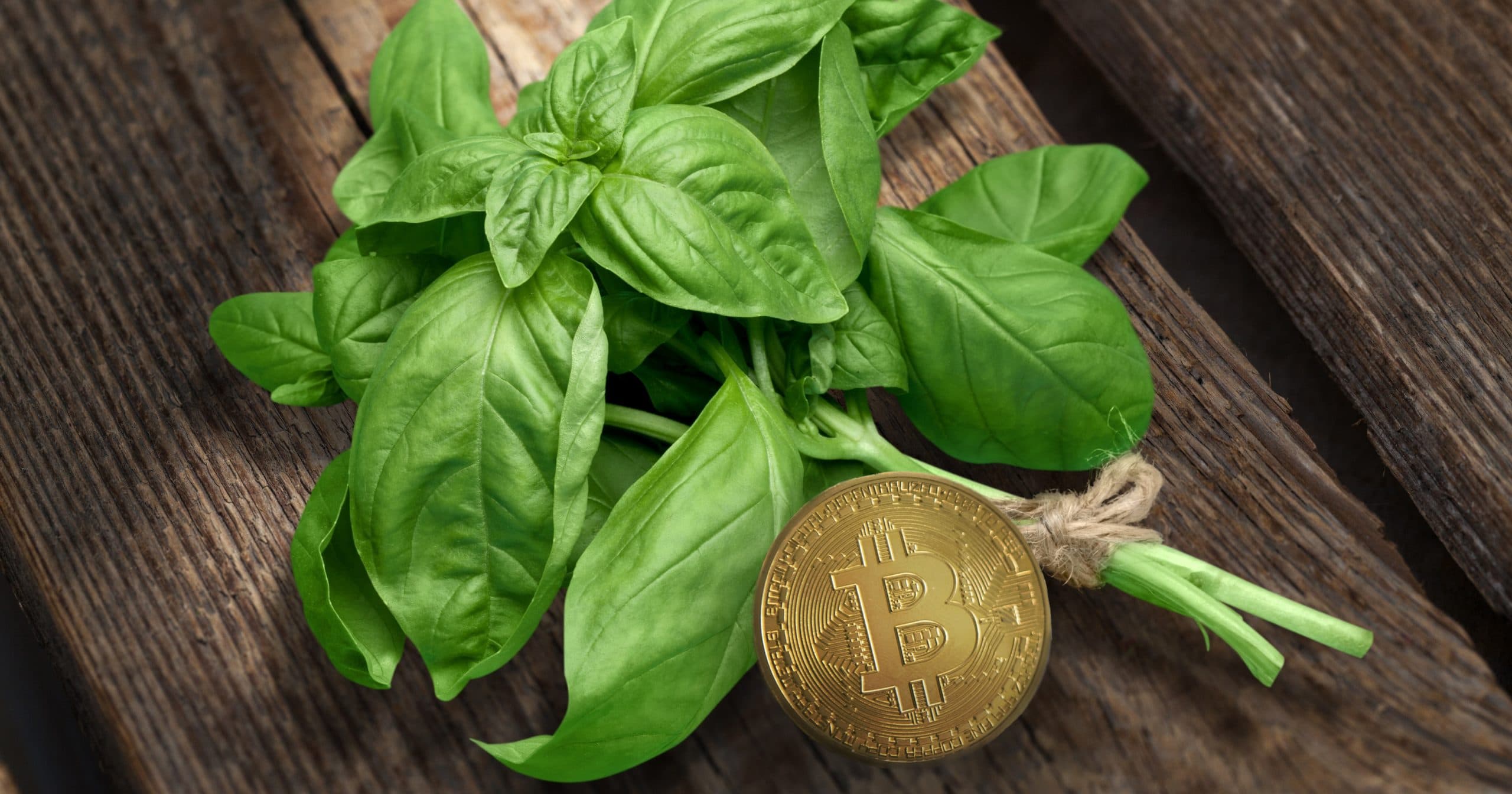 Dal Bitcoin al basilico, assegnato il primo Forbes Blockchain Award 2019