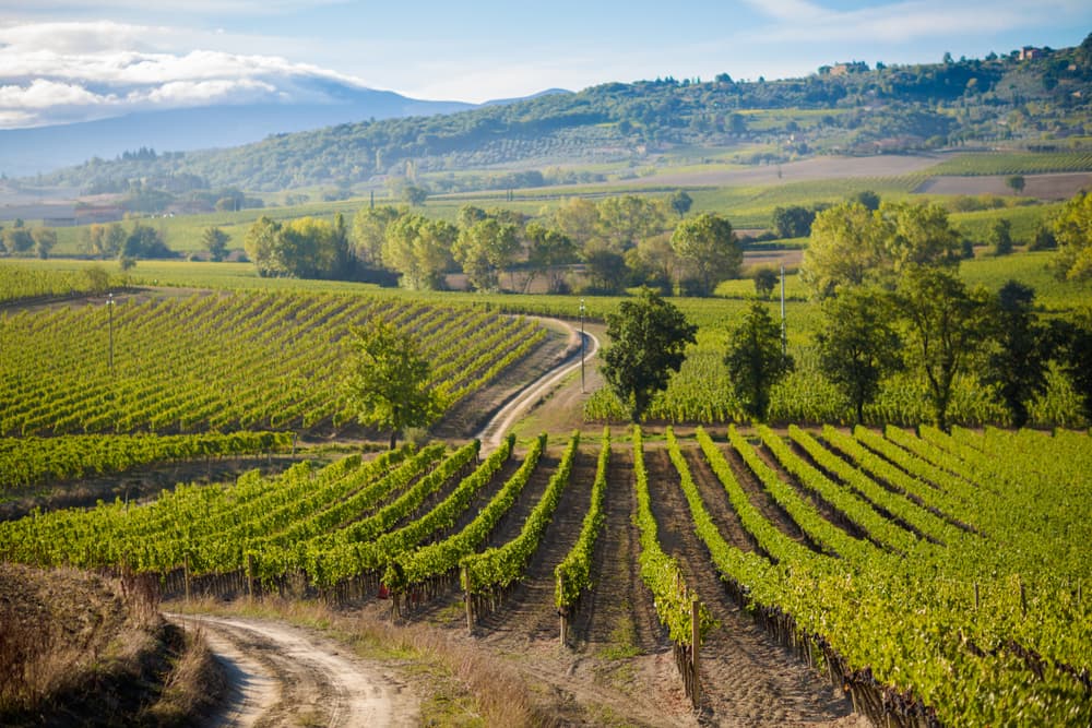 Alla scoperta dei segreti di Montalcino