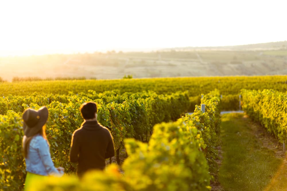 Perlage Winery, il leader del Valdobbiadene biologico diventato società benefit