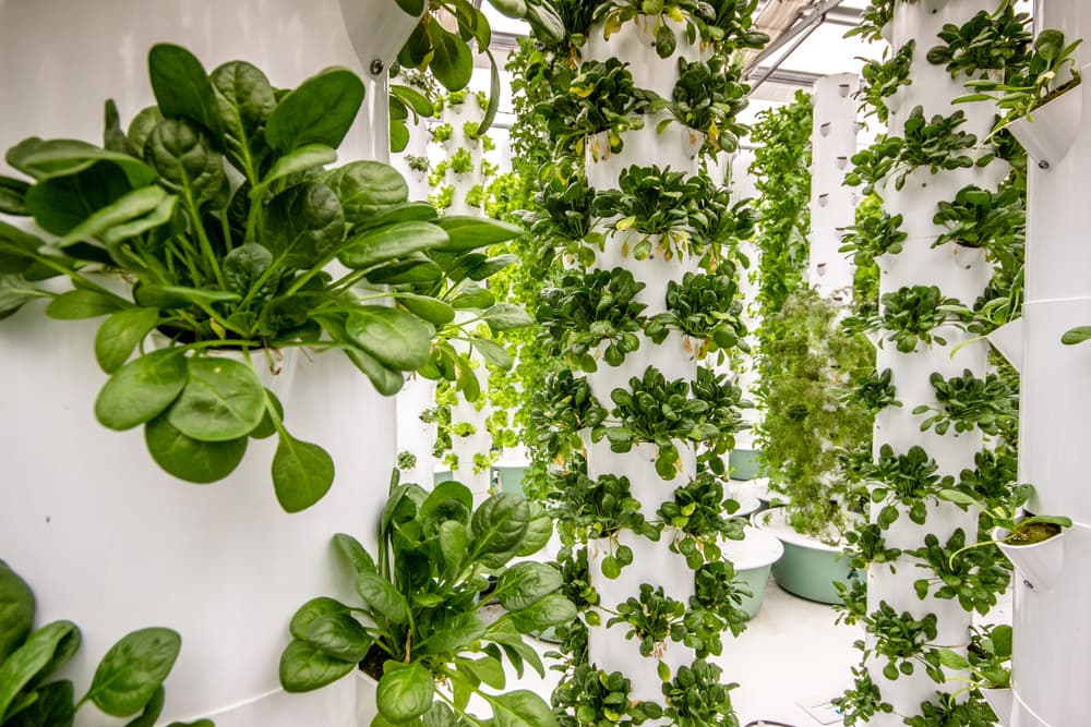 Dall’aeroponica all’AI in agricoltura: cosa fanno le startup premiate da OfficinaMPS