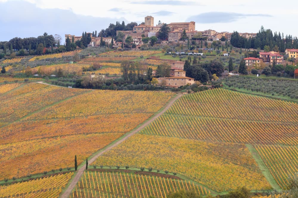 Vino al vino nella culla del bio