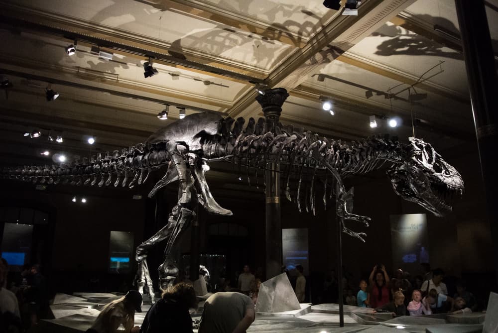 Uno scheletro di T-Rex è stato battuto da Christie’s per 31,8 milioni di dollari