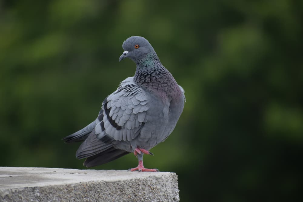 Asta record, 1,9 milioni di dollari per il piccione viaggiatore New Kim