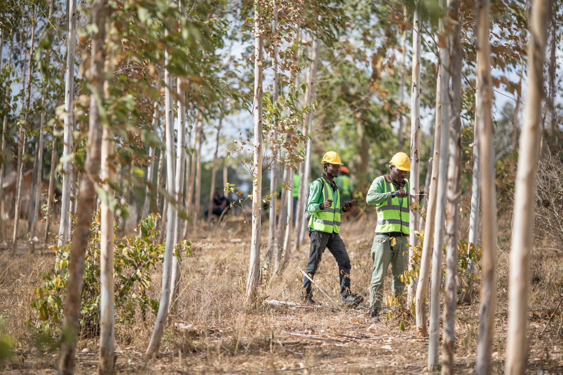 Apple lancia il suo primo Restore Fund: 200 milioni di dollari per rimuovere la Co2 dall’atmosfera e per la riforestazione