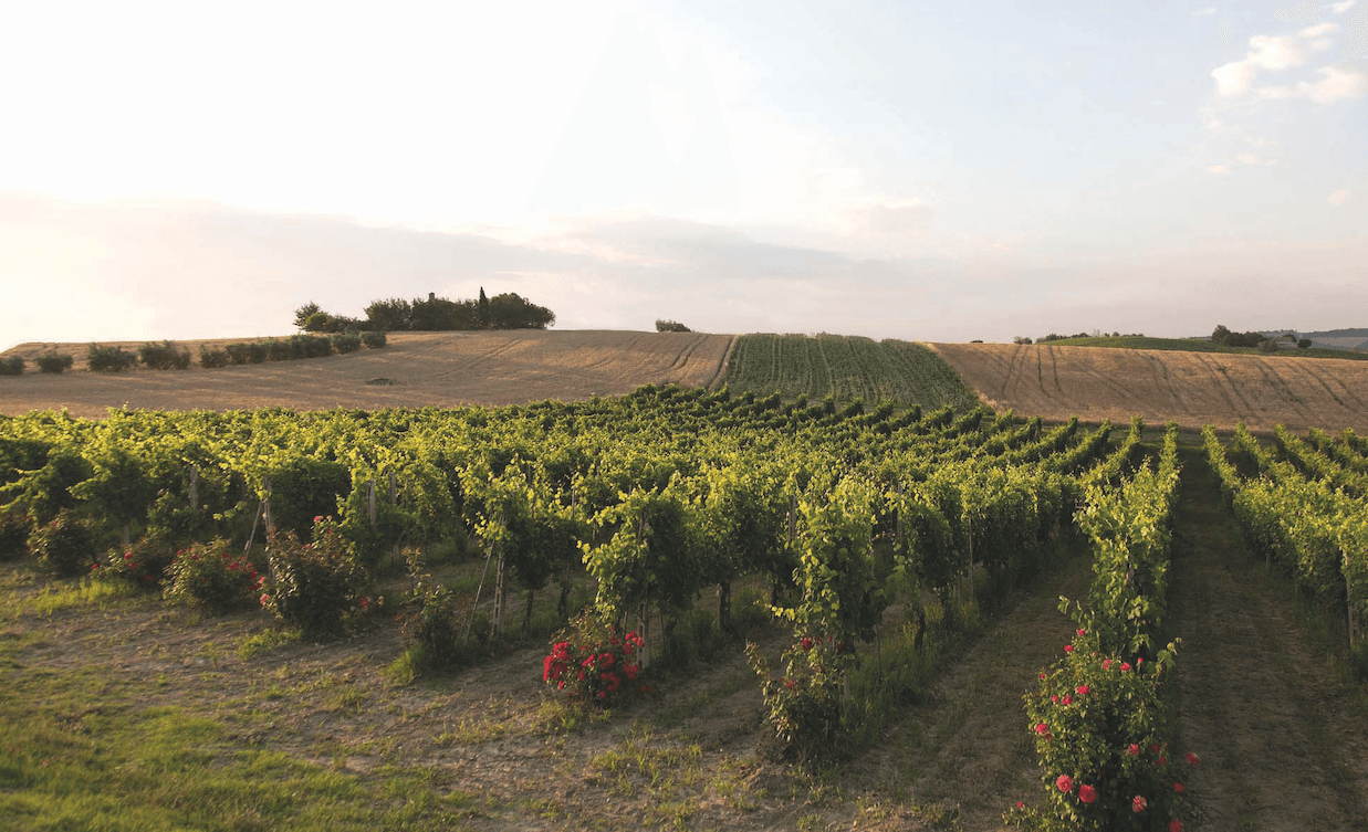 Come un imprenditore marchigiano sta rilanciando la storica Cantina Santa Barbara nel segno della sostenibilità