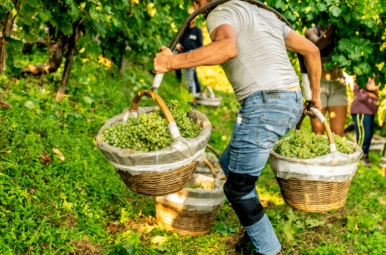 La cantina 4.0 di Valdobbiadene che tutela il territorio con un modello di vitivinicoltura sostenibile