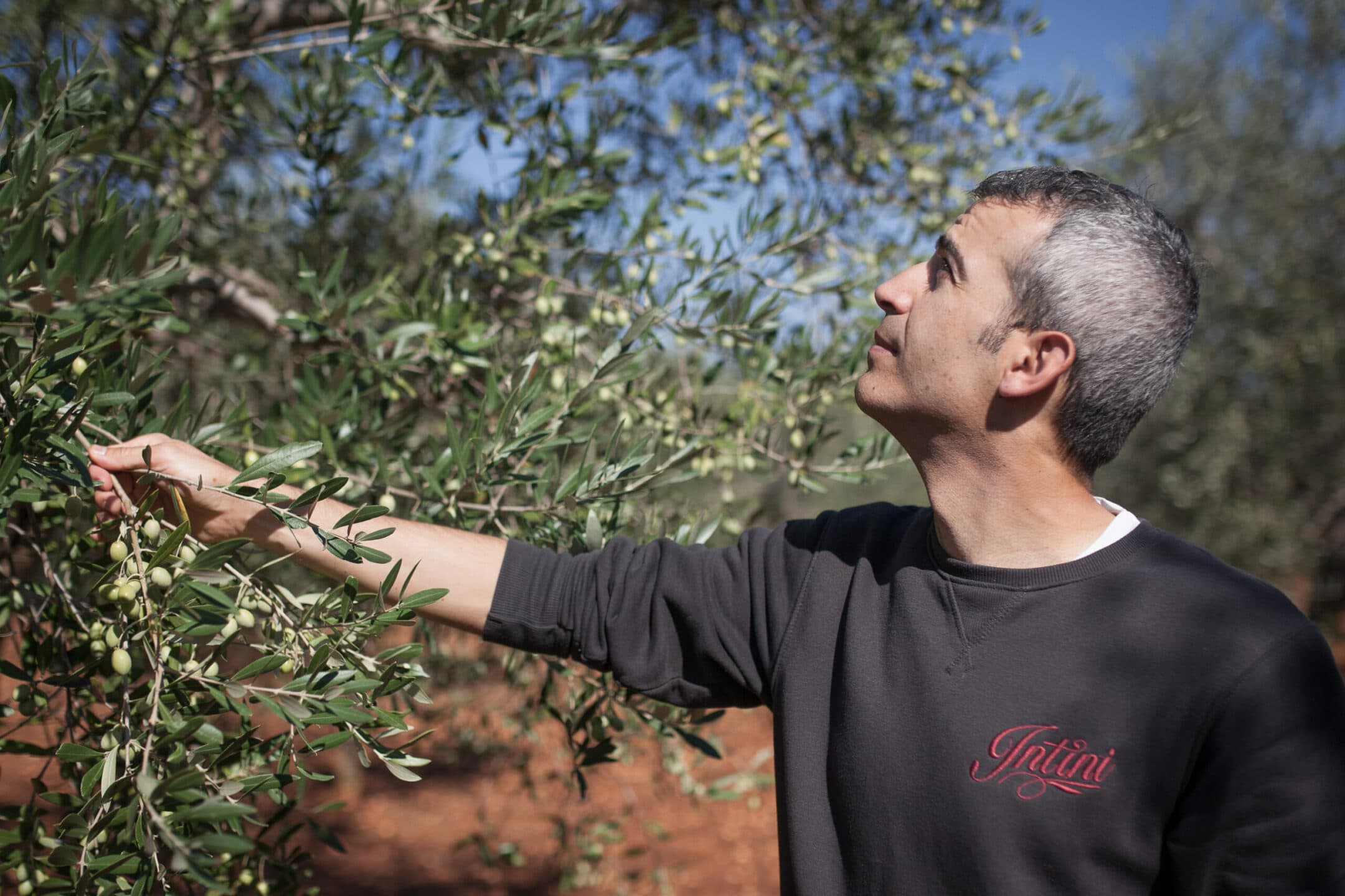 Da quattro generazioni questo frantoio pugliese produce olio di oliva rispettando la biodiversità