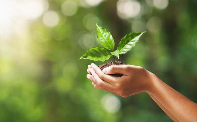 Le Pawlonie del progetto #19milakg di R1 Lease hanno già assorbito più di mezza tonnellata di Co2