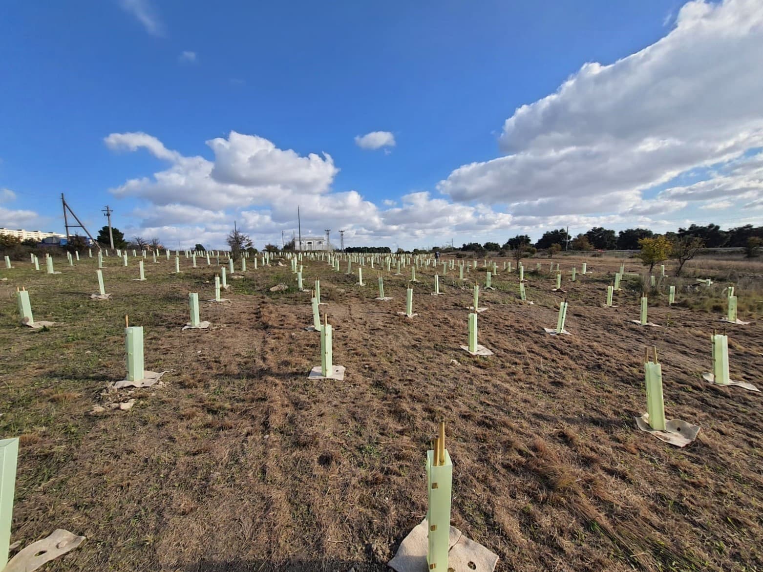 Con Arbolia il nuovo bosco urbano di Taranto assorbirà fino a 483 tonnellate di CO2 in 20 anni