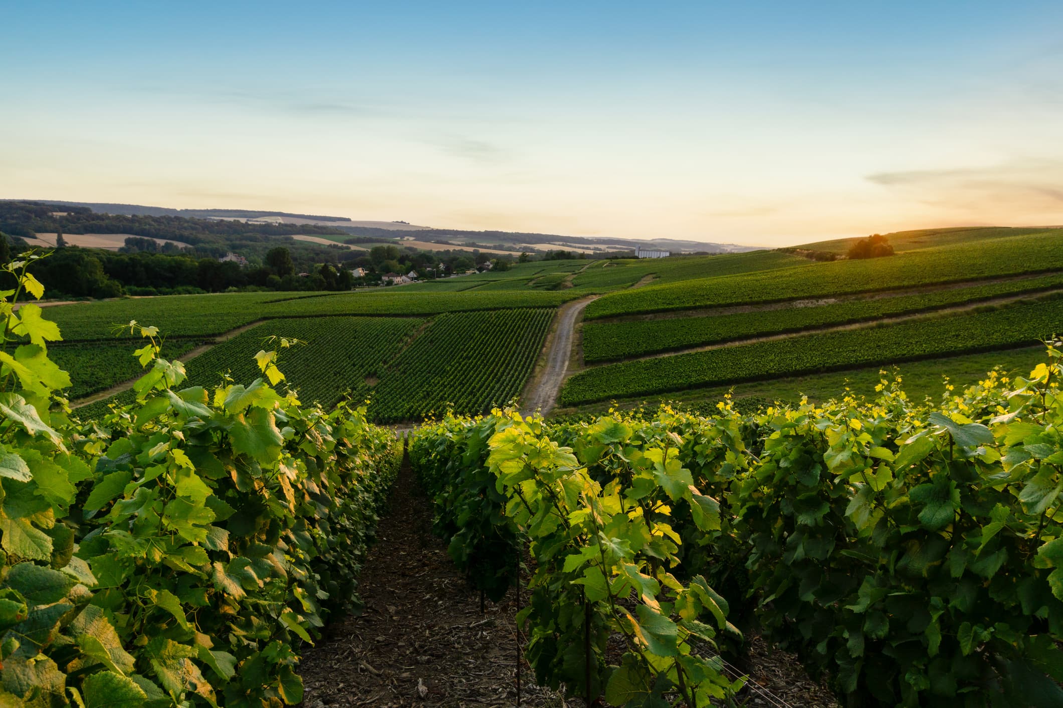 Come 12 soci stanno riportando il vino Nas-cëtta al suo natural splendore