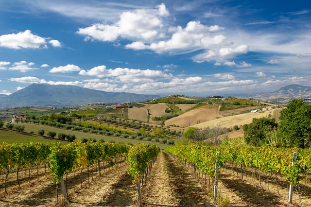Il nuovo vino di Querceto di Castellina si ispira ai grandi Cabernet Franc