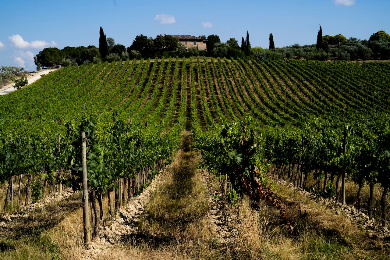 La storia del vino Ruffino, dalla Toscana al mercato internazionale
