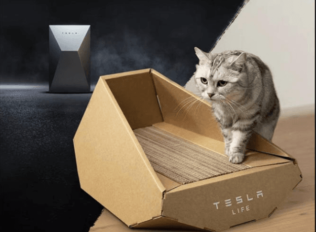 L'ultima trovata di Elon Musk: lancia sul mercato cinese una cuccia per gatti a marchio Tesla