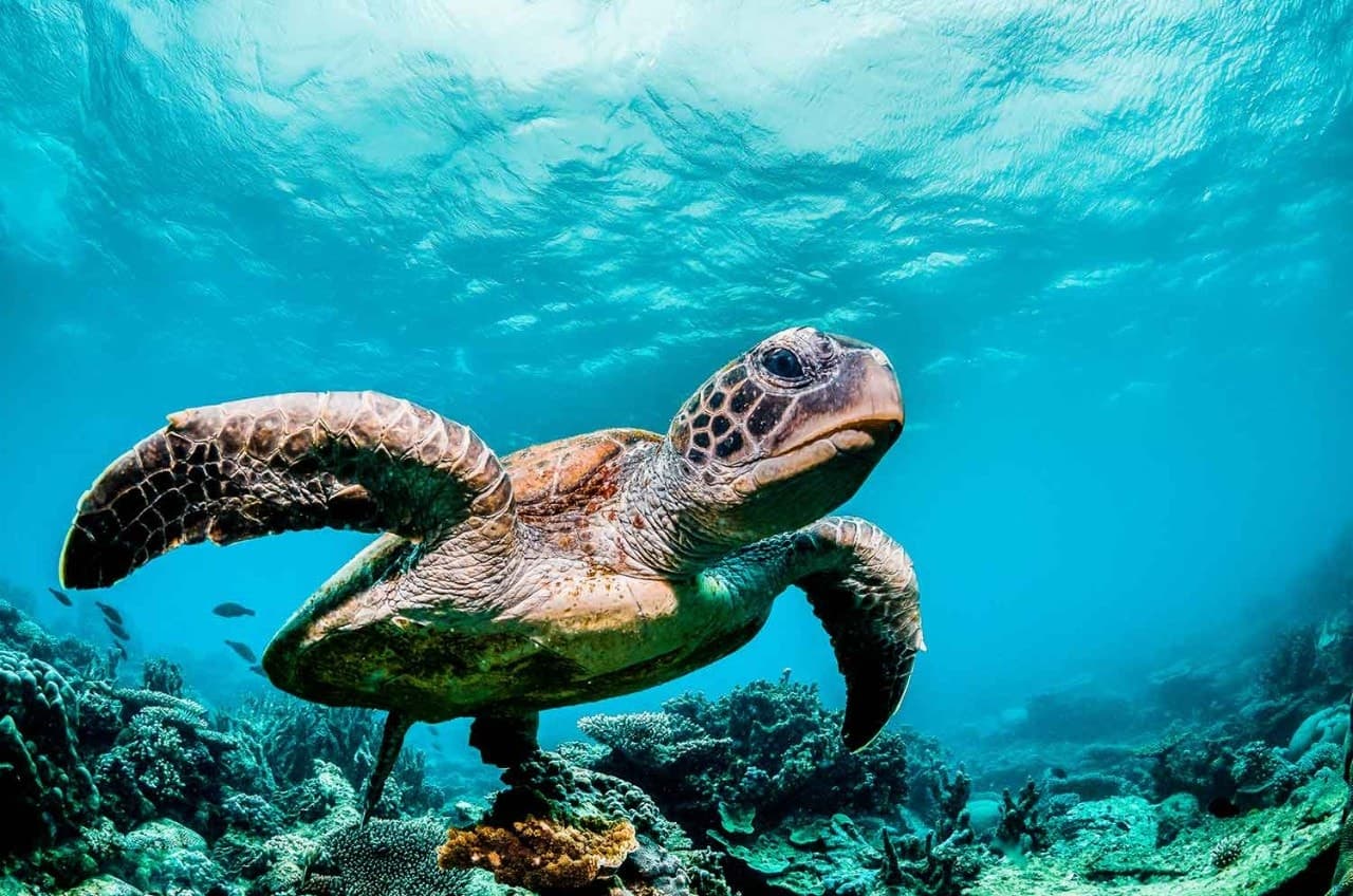 L'IA per proteggere le tartarughe marine delle Galapagos