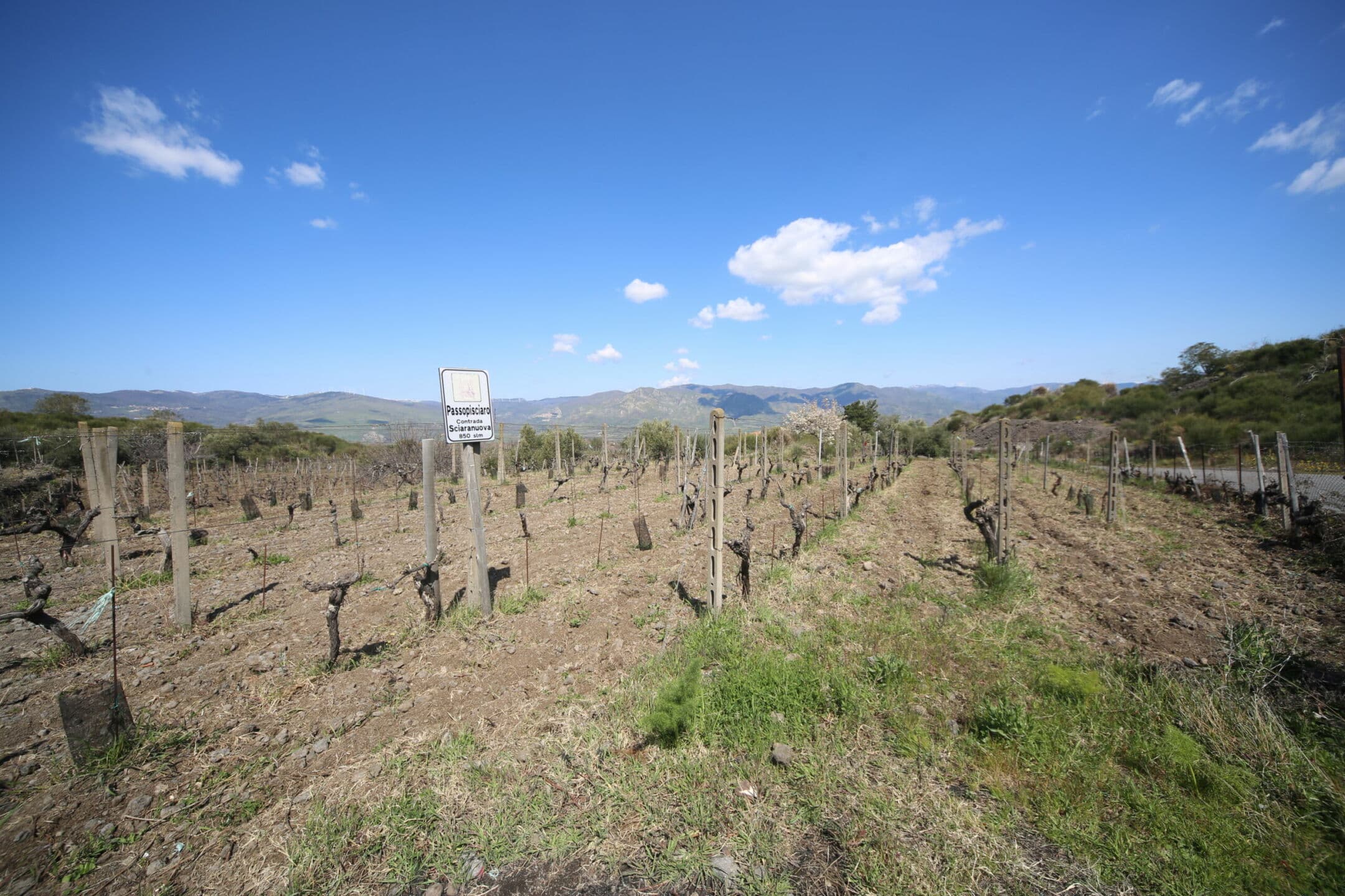 Perché investire oggi nei vini autoctoni dell’Etna è un'opportunità contro il cambiamento climatico