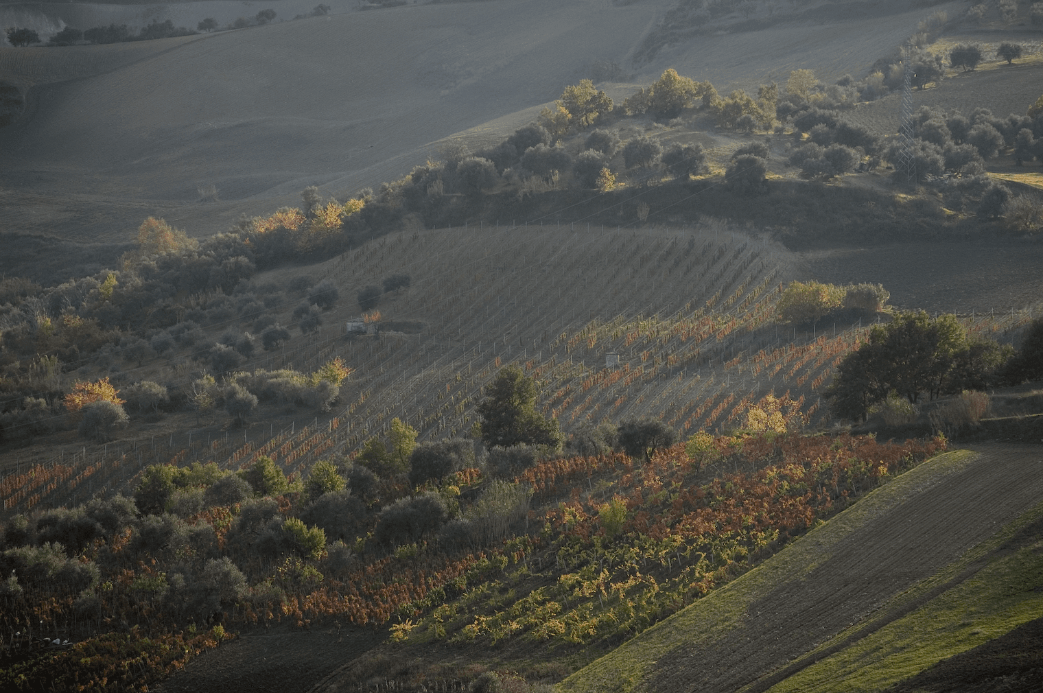 Nel cuore del Vulture questa cantina esalta i vini della Basilicata