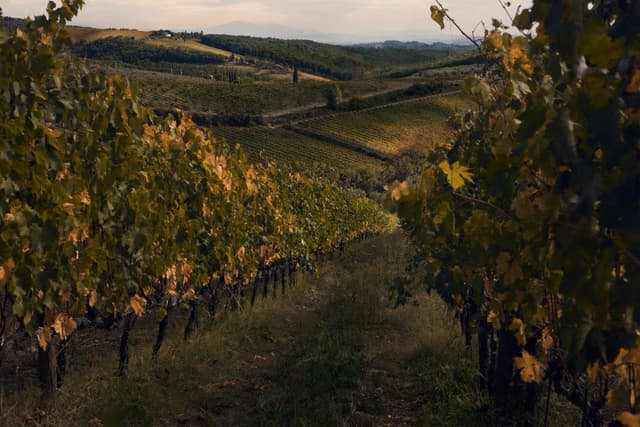 La distillazione del vino: una risposta al surplus e un'opportunità per il gin