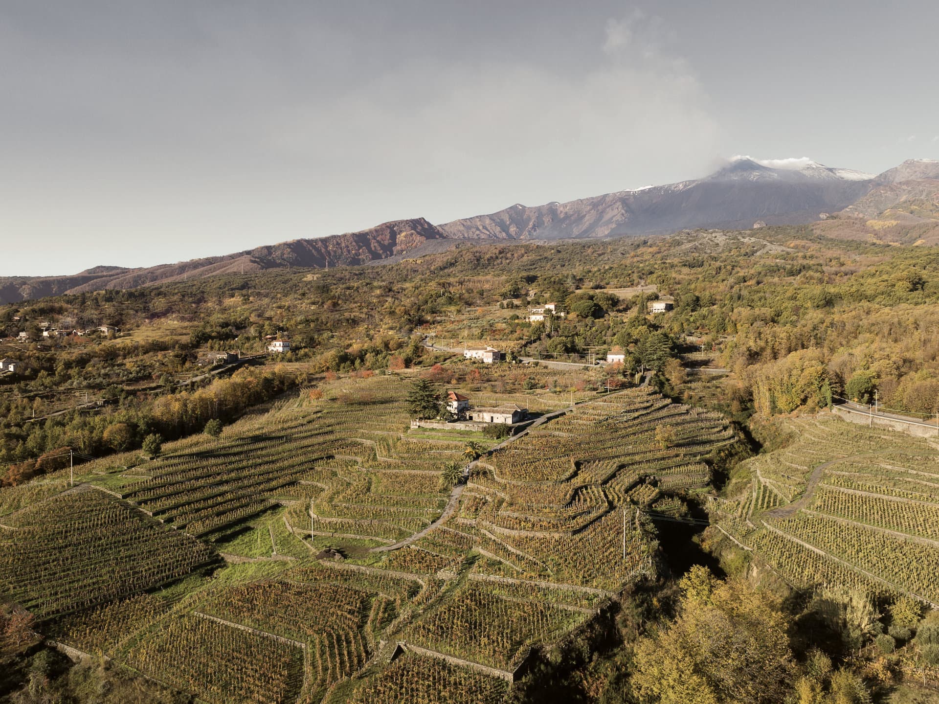 Dalla vigna alla cantina: dove nasce la qualità di un grande vino