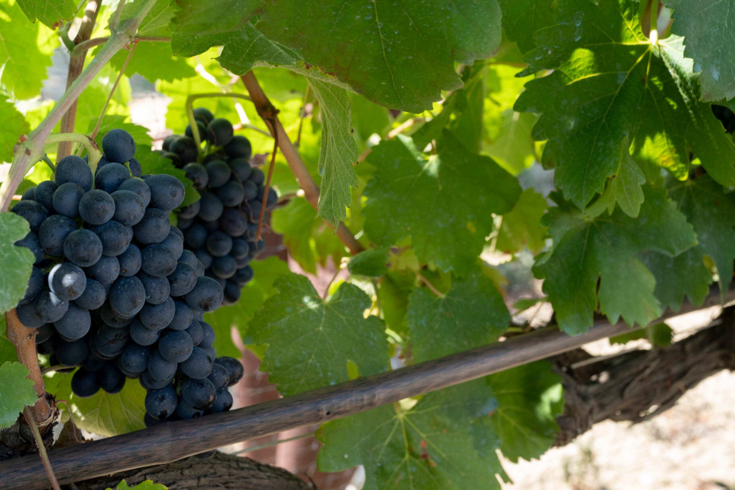 Come Irritec vuole rivoluzionare il futuro dell'irrigazione