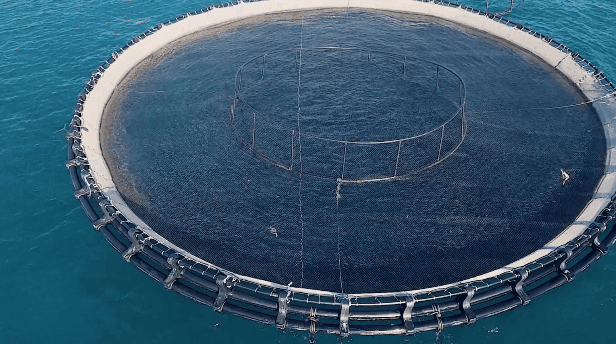 Wsense: big data per l’acquacoltura del futuro nel golfo di Follonica