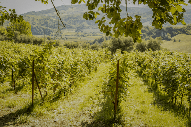 Inoro e Modigliana: vino e territorio nella Romagna contemporanea
