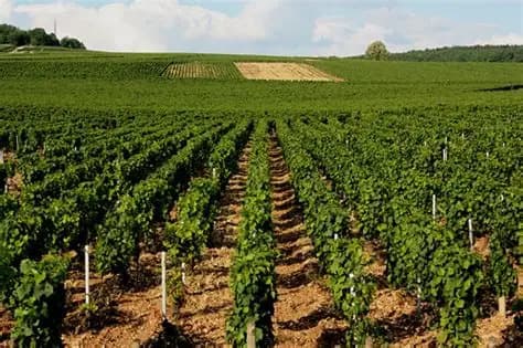 Michelin entra nel mercato del vino: una nuova certificazione di eccellenza