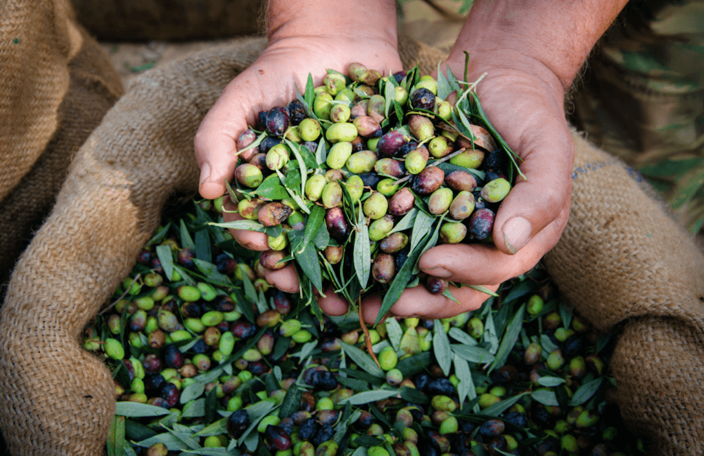 L'azienda pugliese che promuove una cultura dell'olio da quattro generazioni