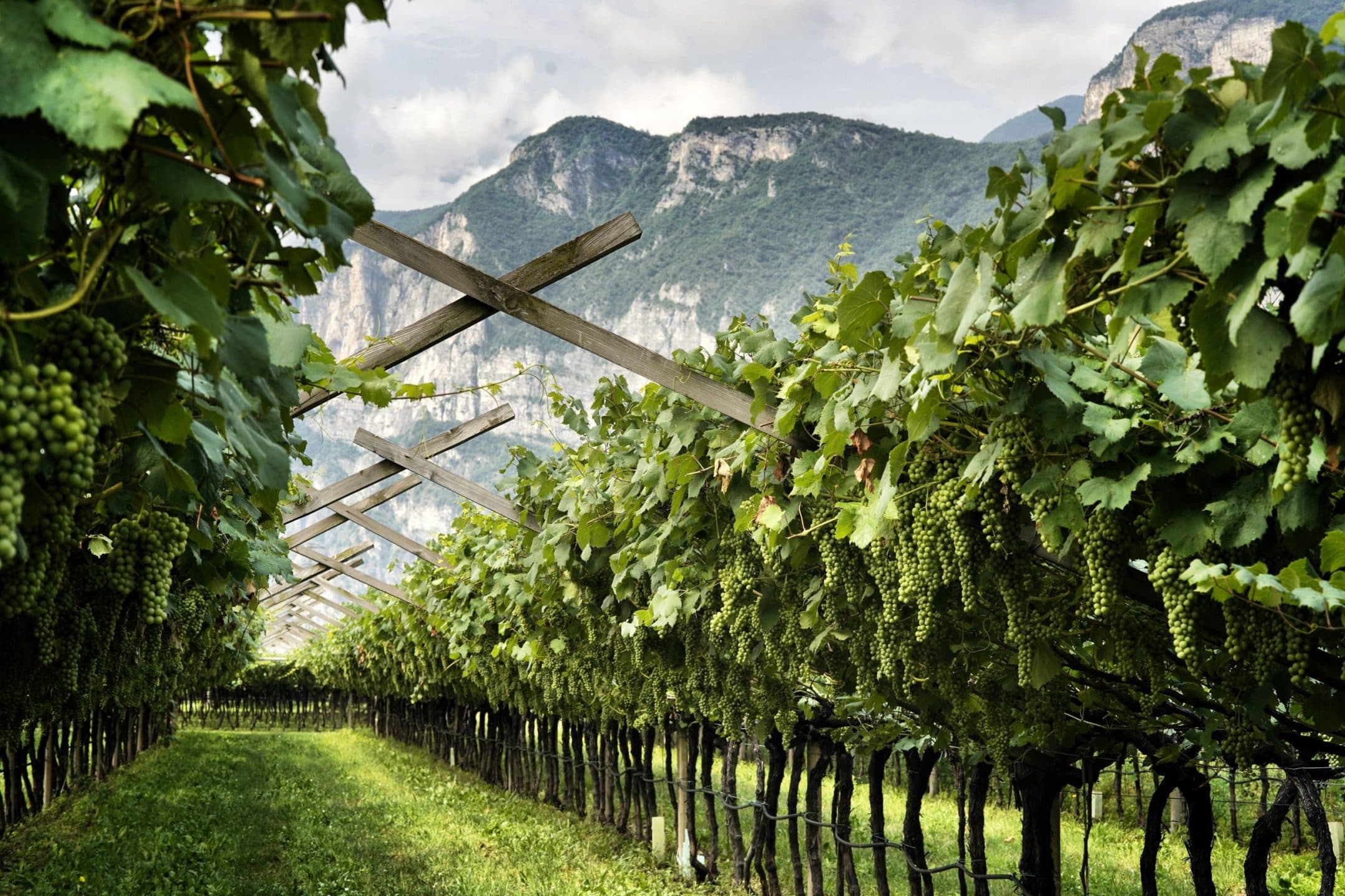 La forza dell'identità: i numeri del Consorzio di Tutela Vini del Trentino