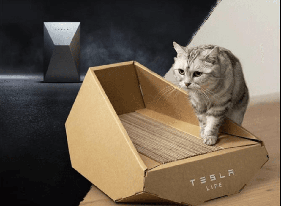 L'ultima trovata di Elon Musk: lancia sul mercato cinese una cuccia per gatti a marchio Tesla