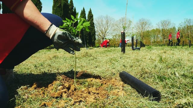 La Foresta di Intesa Sanpaolo che mira a piantare e preservare 100 milioni di alberi