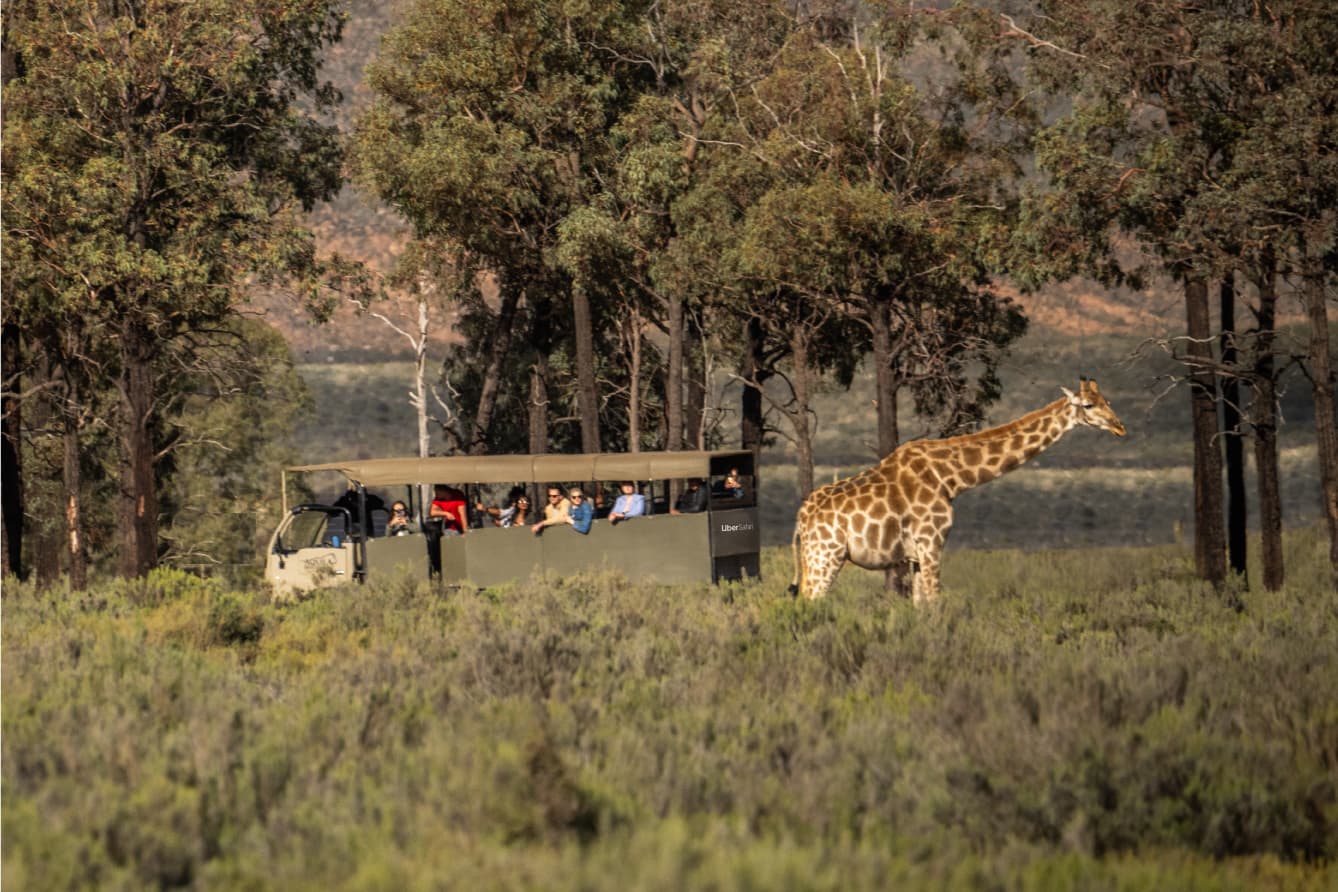 Ora il Safari si fa in Uber: 200 dollari per vedere giraffe e leoni in una riserva naturale