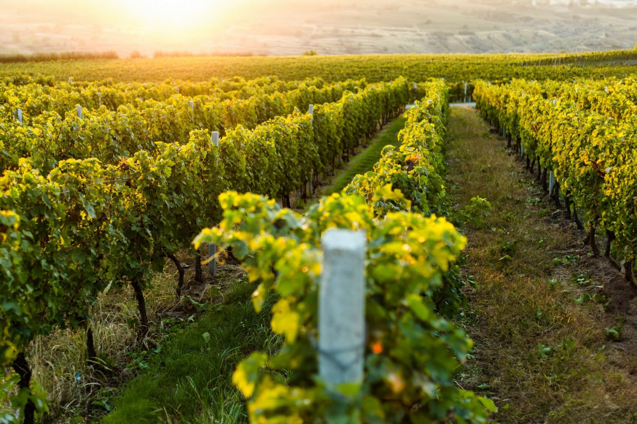 Cosa rende un vino autentico? Non è solo questione di terroir d’origine