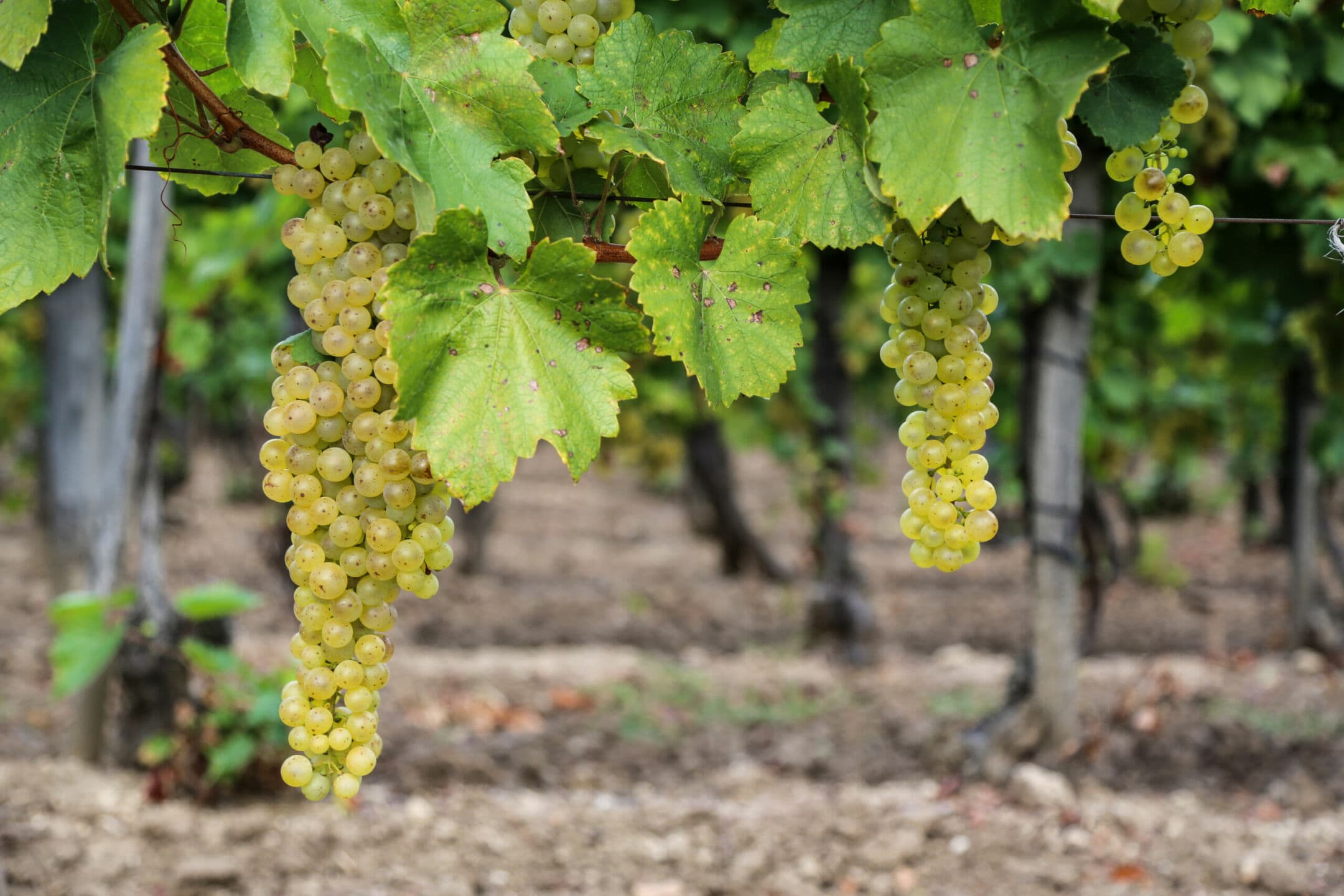 Vino e cambiamento climatico: come evolvono i gusti dei consumatori