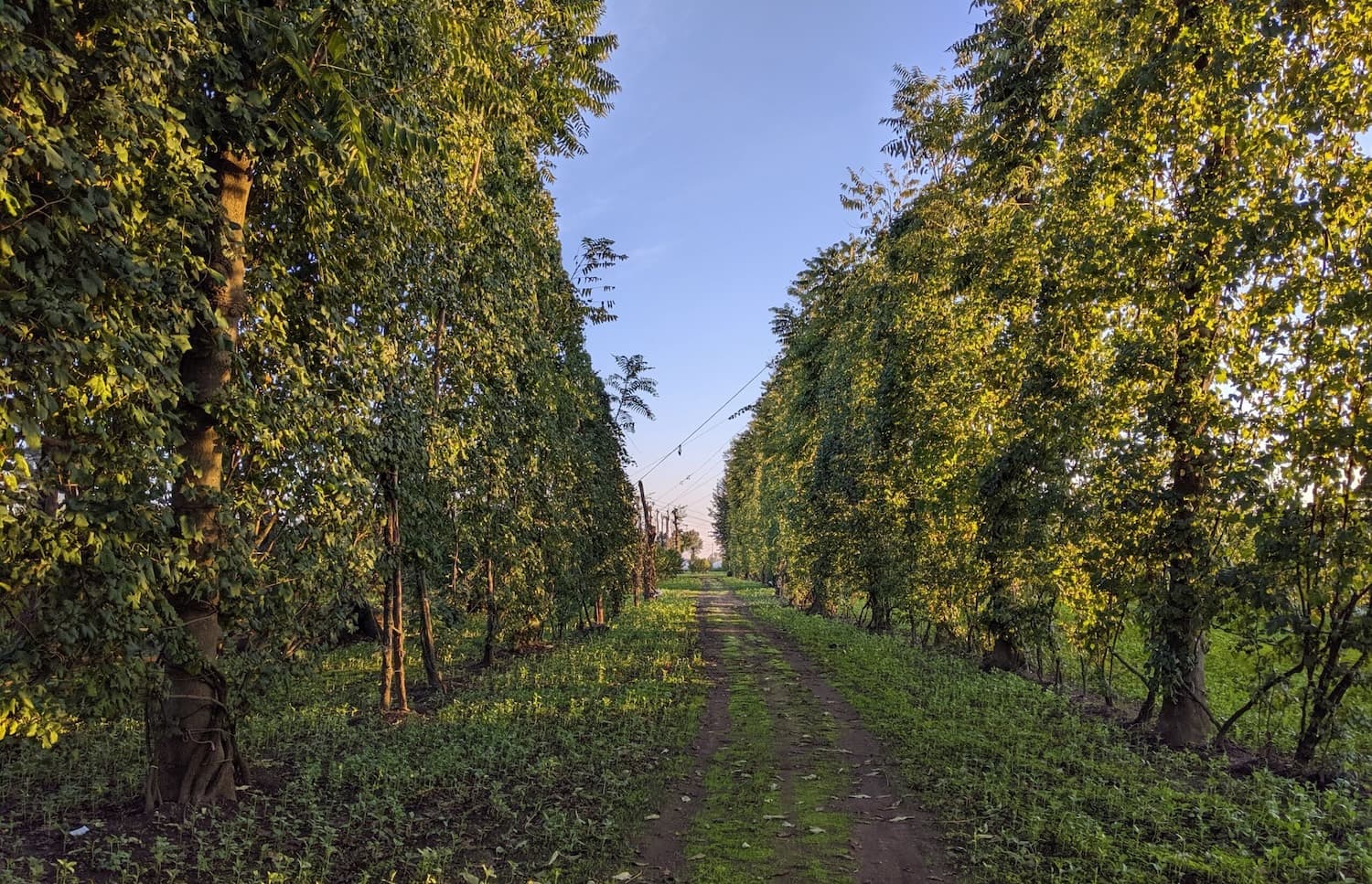 I Borboni: la rinascita dell’Asprinio tra storia, territorio e innovazione