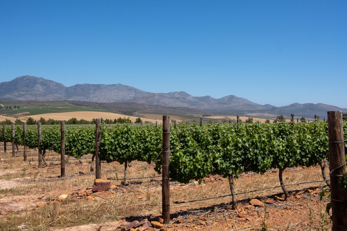L’italiano che ha lanciato l’“Uber africano” del vino di lusso