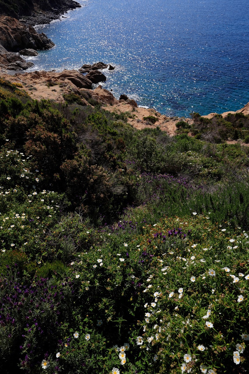 Acqua dell'Elba si prepara al Festival per la salvaguadia del mare - Il  Sole 24 ORE