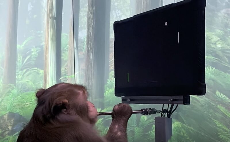 Scimmia Elon Musk Pong, neuralink