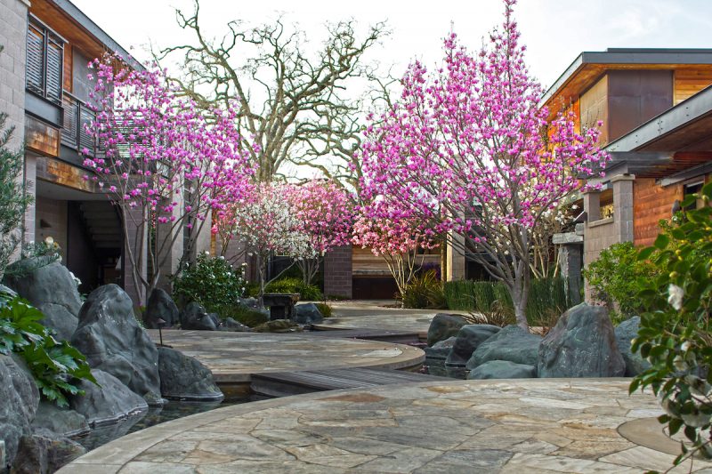 magnolia marzo Bardessono