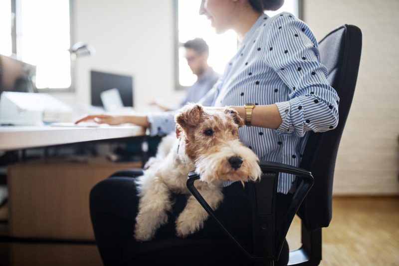 Cani in ufficio