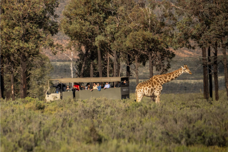 Uber Safari