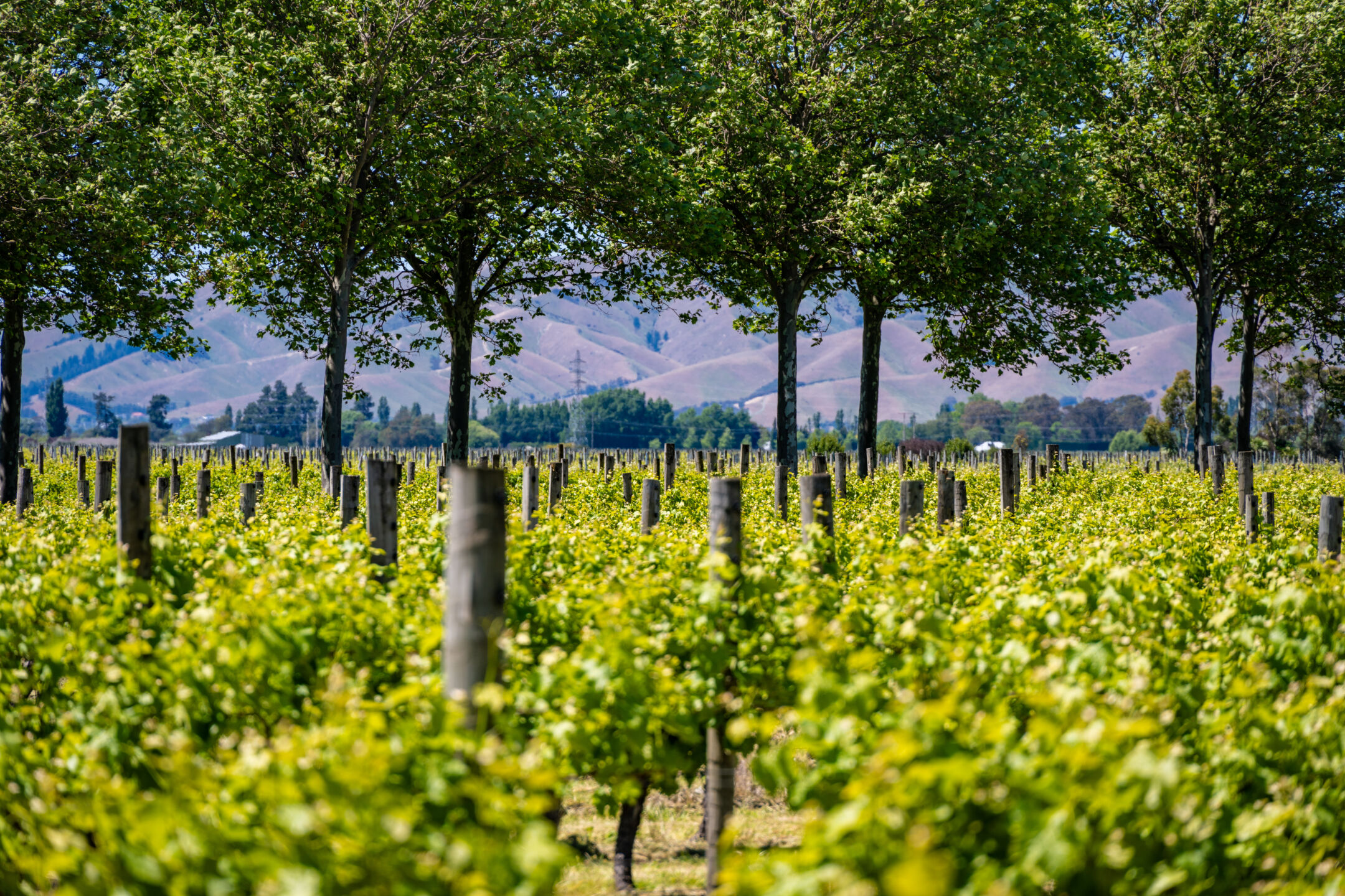 I vigneti e le cantine possono essere veramente biodiversi e sostenibili?