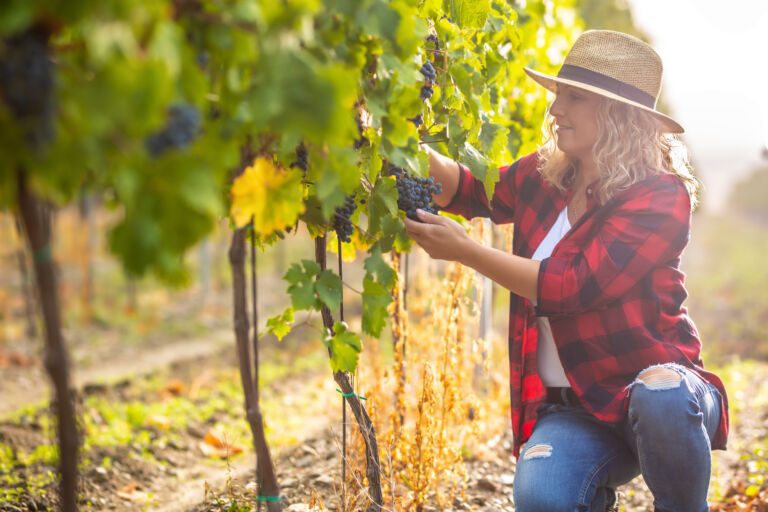 gender-gap-vino