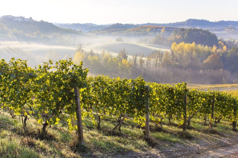 vigneto barolo turismo enogastronomico