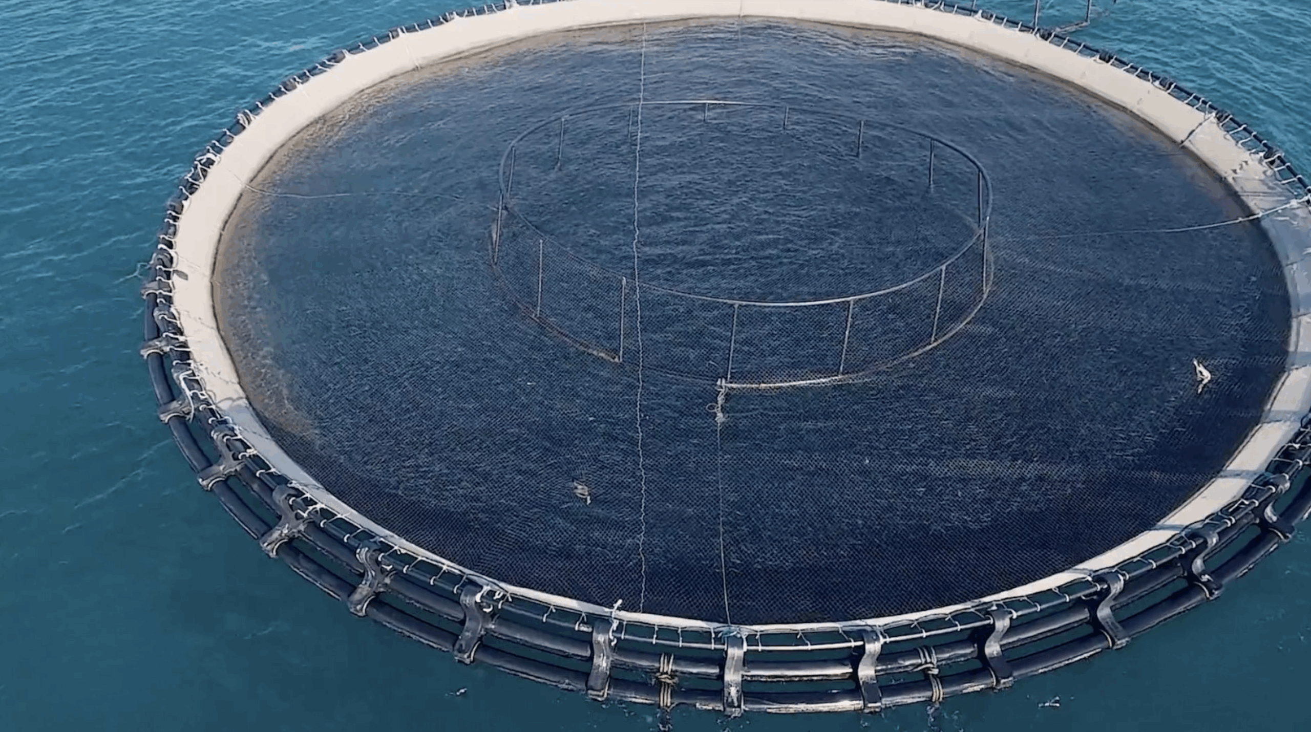 Wsense: big data per l’acquacoltura del futuro nel golfo di Follonica