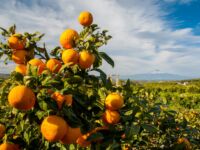 agrumi arance Sicilia